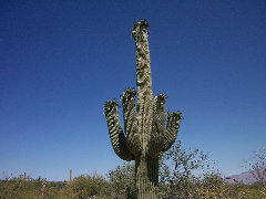 americathroughrickseyes012003.jpg