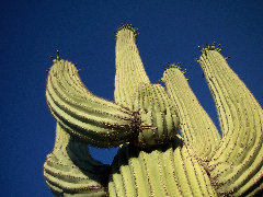 americathroughrickseyes013006.jpg
