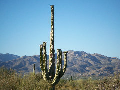 americathroughrickseyes013007.jpg