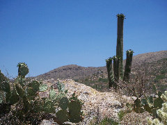americathroughrickseyes013008.jpg