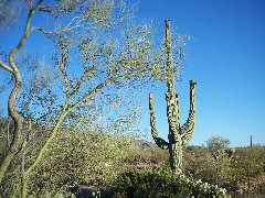 americathroughrickseyes013009.jpg